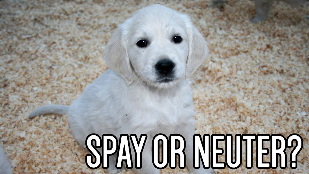 Is It Good to Spay or Neuter a Dog or Puppy?