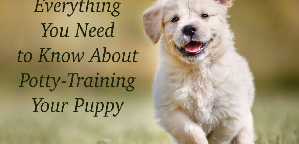 best tips for potty training a puppy | Dog training 